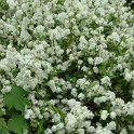 Deutzia x lemoinei (parviflora x gracilis) P7 P26